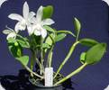 Cattleya intermedia alba